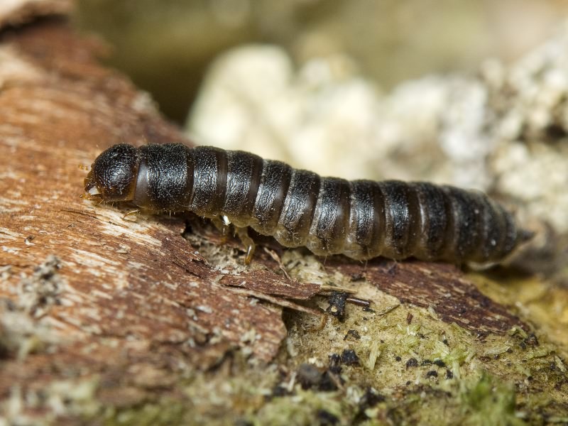 Cryphaeus cornutus (Fischer de Waldheim, 1823)